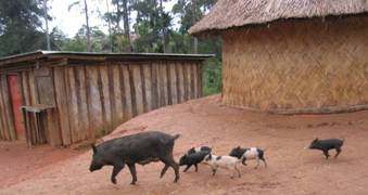 Sweet potato silage for PNG pigs