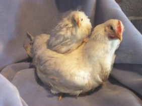 Breakthrough in genetic poultry domestication study