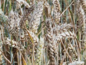 Sci Protek protects crops from mycotoxins