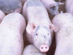 Cereal type, beta-glucans and enzymes in pigs