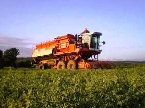 France has high potential for peas and beans