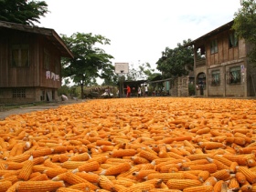 Philippines import corn to fill local shortage