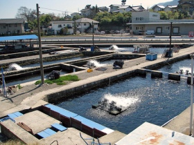 DDGS to replace fish meal in Japanese aquafeed