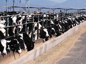 Put more nitrogen into milk, not manure