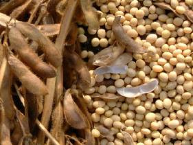 Soybean checkoff capitalizing on growing aquaculture markets