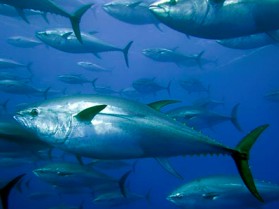 Skretting brings tuna farming closer