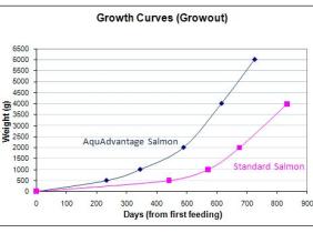 FDA considering approval GM salmon