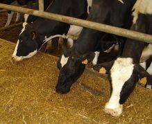 Antibiotics improve animal health; healthy animals improve human health