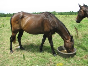 Oats out of the horse feed picture