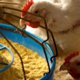 Arsenic in chicken feed may be harmful