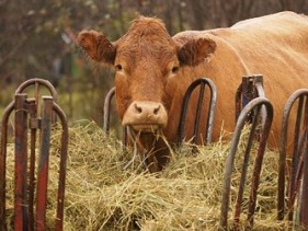 Distillers grains to compensate poor hay quality