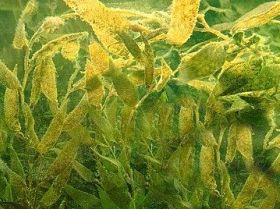 Seaweed earns success for feed and cosmetics