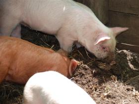 Pig farms increase antibiotic resistance