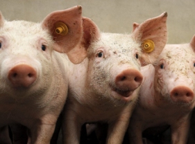 Meriden to launch feed additive range for swine in Brazil