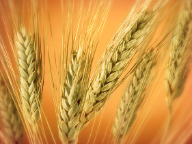 UK researchers release draft sequence coverage of wheat genome