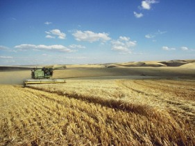 German farm ministry sees 12% grain crop fall