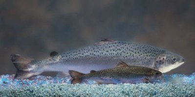 US considers approval of genetically engineered salmon
