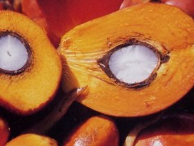 Cargill continues trade with questionable palm oil supplier