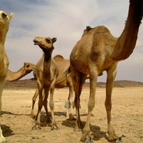 Aussies discuss using camels for pet food