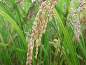 Japan cuts stockpiles of US corn in favour of own rice