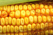 GIPSA seeks comments on corn standards
