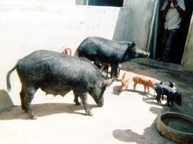 Research: Processing cassava roots for pig feed