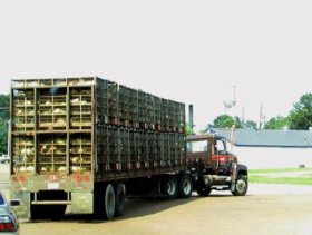 US: Despite higher feed costs excess poultry expected