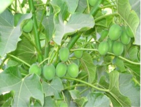 D1 Oils secures UK patent on Jatropha for feed