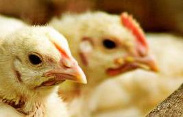 Research: Effect of conditioning in broiler starter feeds