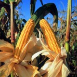 Philippines self-sufficient on corn