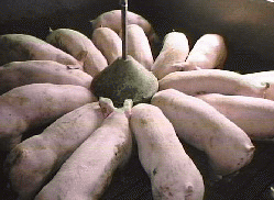 Pig farmers plead for emergency EU support