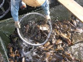 Penang Development sells underperforming aquaculture business