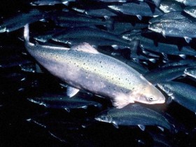 Hendrix Genetics expands into salmon breeding
