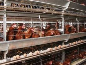 Welfare issues hit pork and poultry demand