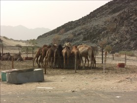 Saudi animal feed market is facing challenges