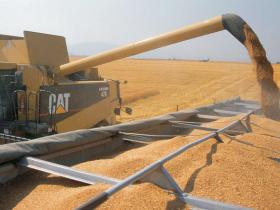 Australian wheat substitutes corn in Asia