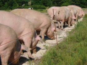 Research: Effect of ensiling grains for pig nutrition