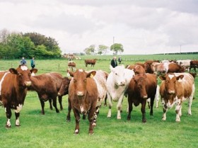 More efficient beef cattle with restricted feeding