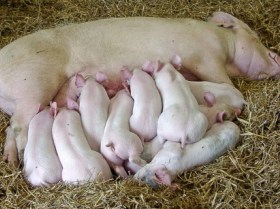 Enzymes support sow conformation during lactation
