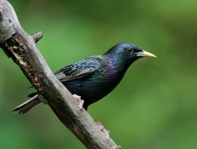 Starlings sacrificed to save dairy feed