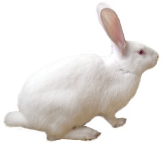 Research: Enriched diets for rabbits