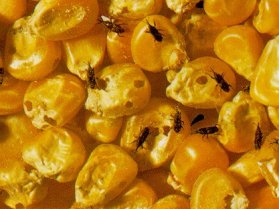 Weevils hamper India-Vietnam grain trade