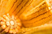 China GMO corn hits policy wall