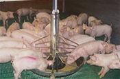 US, Canada, Mexico: Pork groups concerned about feed availability