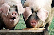 Chinese pigs test positive for illegal feed additive