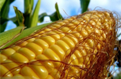 Philippines: Zuellig Group to secure it’s own feed milling requirement with corn production