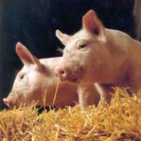 Gestation feed affects mortality rate piglets