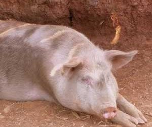 China continues recall following banned feed additive found in pigs