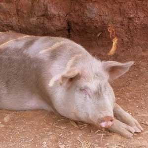China continues recall following banned feed additive found in pigs