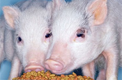 Chinese government clamps down even more on illegal substances in animal feed